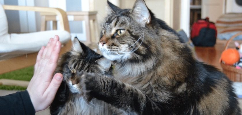 Signal oder Kommando - Katze macht High Five mit angebotener Hand